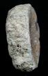 Ichthyosaur Vertebra From Dorest, UK #2022-2